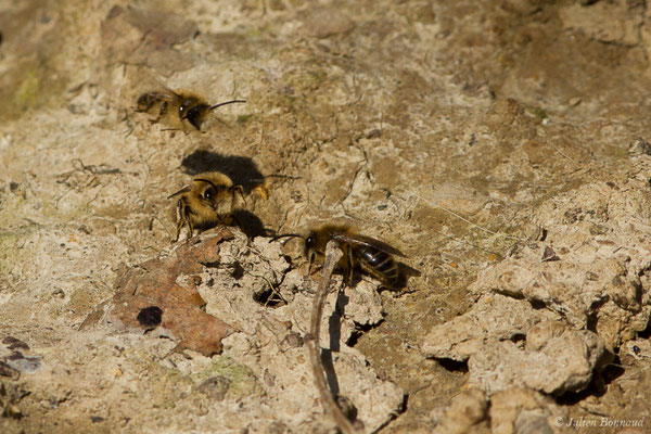 Collète lapin – Colletes cunicularius (Linnaeus, 1761), (Uzeins (64), France, le 16/02/2019)