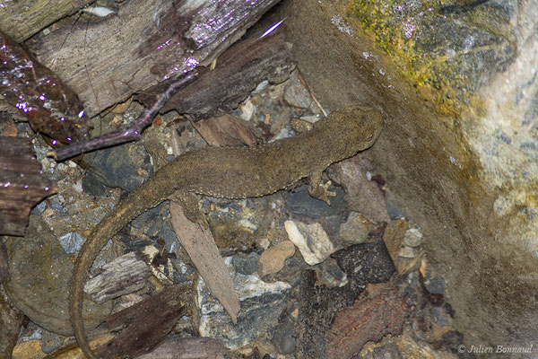 Calotriton des Pyrénées — Calotriton asper (Al. Dugès, 1852)
