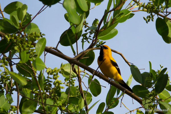 Oriole jaune (Icterus nigrogularis) (adulte) (Ponton des pêcheurs, Kourou, le 25/01/2017)
