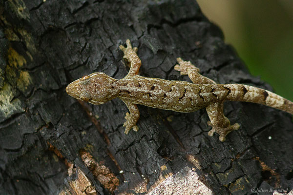 Gecko à pattes de canard — Thecadactylus rapicauda (Houttuyn, 1782), (Saint-Laurent du Maroni, Guyane, le 15/09/2016)