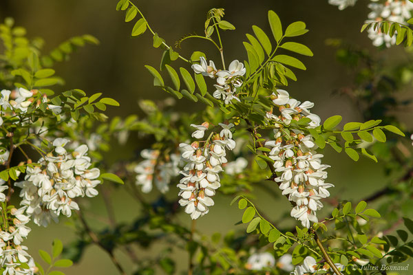 Robinier faux-acacia, Carouge — Robinia pseudoacacia L., 1753