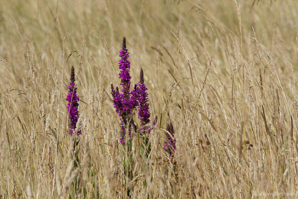 Salicaire commune ou Salicaire pourpre — Lythrum salicaria L., 1753
