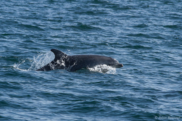 Grand dauphin commun ou Grand Dauphin – Tursiops truncatus (Montagu, 1821), (Saint-Jean-de-Luz (64), France, le 20/04/2019)
