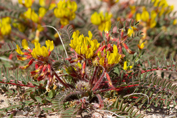 Astragalus caprinus subsp. caprinus L.
