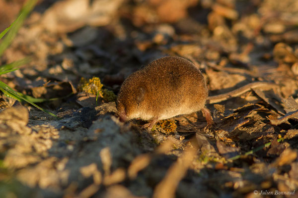 Musaraigne pygmée — Sorex minutus Linnaeus, 1766