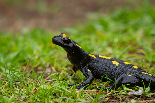 Salamandre nord-africaine — Salamandra algira Bedriaga, 1883
