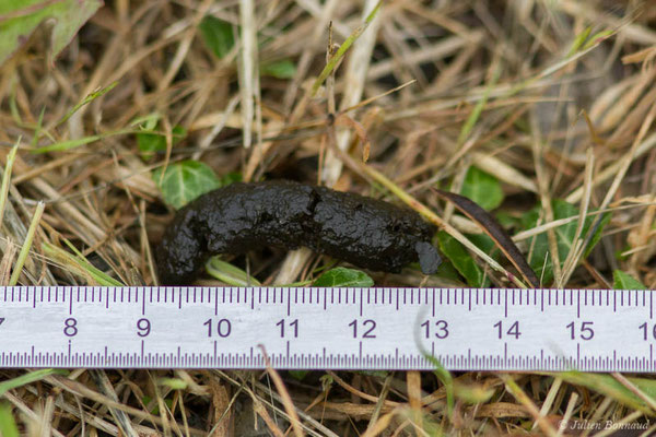Hérisson d'Europe – Erinaceus europaeus Linnaeus, 1758, (Biarritz (64), France, le 18/05/2021)
