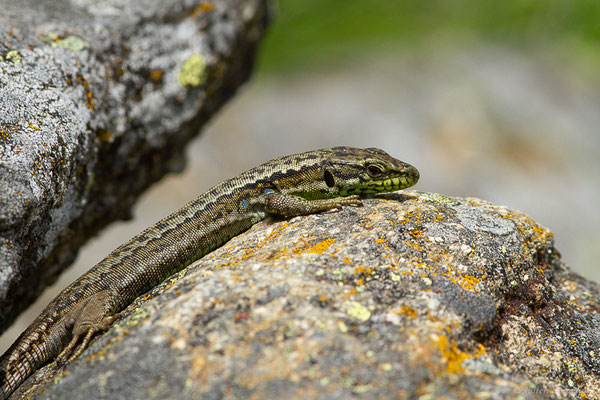 Lézard de Galan — Iberolacerta galani Arribas, Carranza & Odierna, 2006, (Parc naturel du lac de Sanabria (Zamora), Espagne), le 06/07/2022)