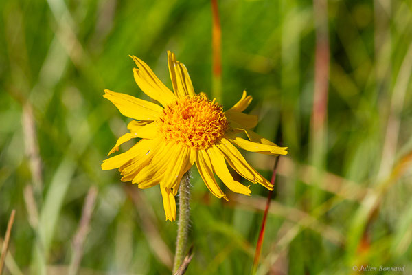 Arnica des montagnes — Arnica montana L., 1753, (Cirque glaciaire de Soulcem, Auzat (09), le 10/07/2023)