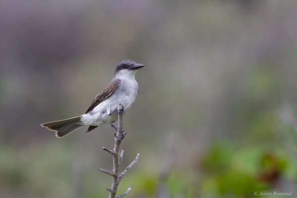 Tyran gris — Tyrannus dominicensis vorax Vieillot, 1819