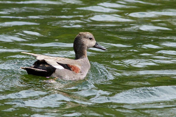 Canard chipeau — Mareca strepera (Linnaeus, 1758), (Parc écologique Plaiaundi, Irun, Espagne, le 05/04/2024)