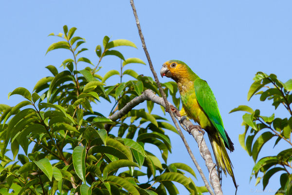 Conure cuivrée — Eupsittula pertinax (Linnaeus, 1758), (Centre Spacial Guyanais, Kourou, Guyane, le 20/04/2017)