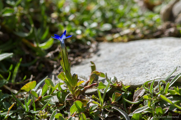 Gentiane des neiges — Gentiana nivalis L., 1753, (Station de ski de Gourette, Eaux-Bonnes (64), France, le 12/08/2021)