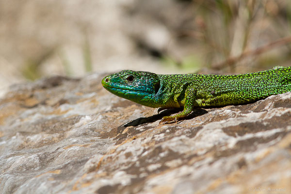 Lézard à deux raies — Lacerta bilineata Daudin, 1802, (Etsaut (64), France, le 13/05/2022)