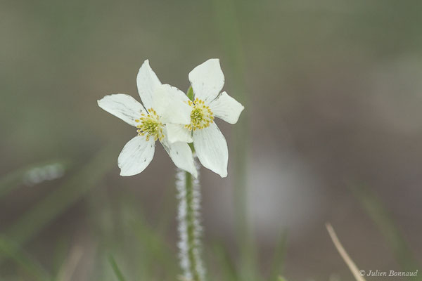 Anémone à fleurs de Narcisse — Anemonastrum narcissiflorum (L.) Holub, 1973