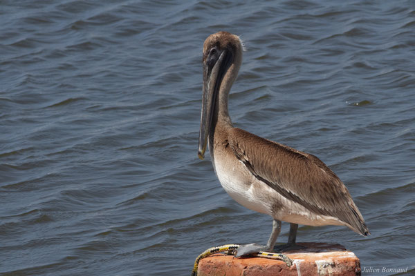 Pélican brun — Pelecanus occidentalis Linnaeus, 1766