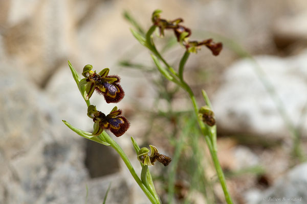 Ophrys miroir — Ophrys speculum Link, 1799