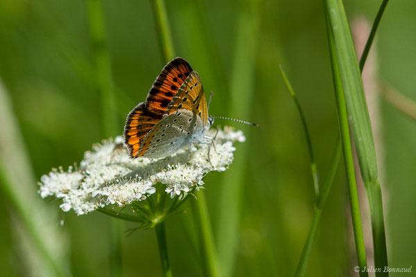 Cuivré des marais ou Grand cuivré — Lycaena dispar (Haworth, 1802), (femelle) (Parbayse (64), France, le 07/05/2020)