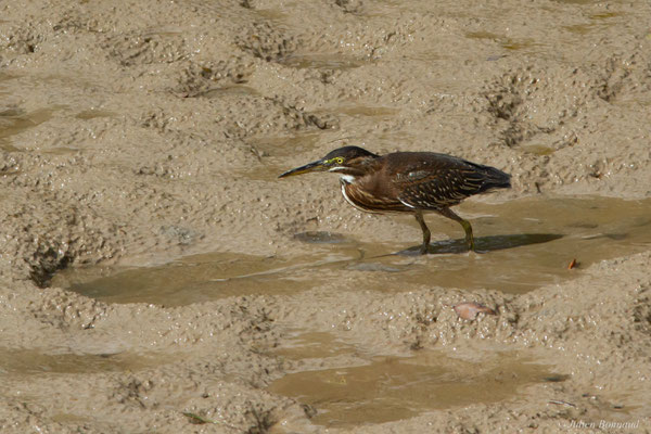 Héron strié — Butorides striata (Linnaeus, 1758), (adulte), (Vieux port de Cayenne, Guyane, le 14/07/2017)
