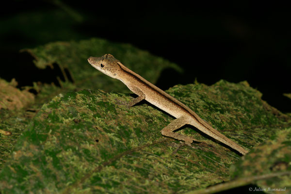 Anolis brun-doré — Norops fuscoauratus (d’Orbigny, 1837), (Sentier de la Mirande, Matoury, le 09/07/2015)