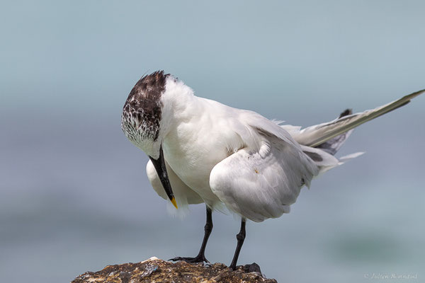 Sterne caugek — Thalasseus sandvicensis (Latham, 1787), (adulte en plumage internuptial) (Saint-Anne, Guadeloupe, le 15/05/2016)