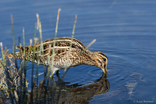 Bécassine des marais — Gallinago gallinago (Linnaeus, 1758), (Réserve ornithologique du Teich (33), France, le 18/10/2022)
