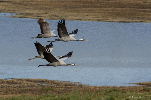 Grue cendrée – Grus grus (Linnaeus, 1758), (réserve des barthes de Saint-Martin-de-Seignanx (64), France, le 19/01/2019)