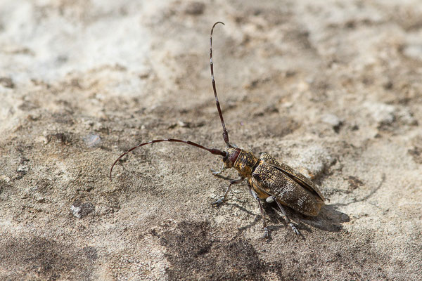 Lamie boulanger, Monochame de Provence – Monochamus galloprovincialis (Olivier, 1795), (Bardenas Real, Arguedas (Aragon), Espagne, le 08/06/2022)