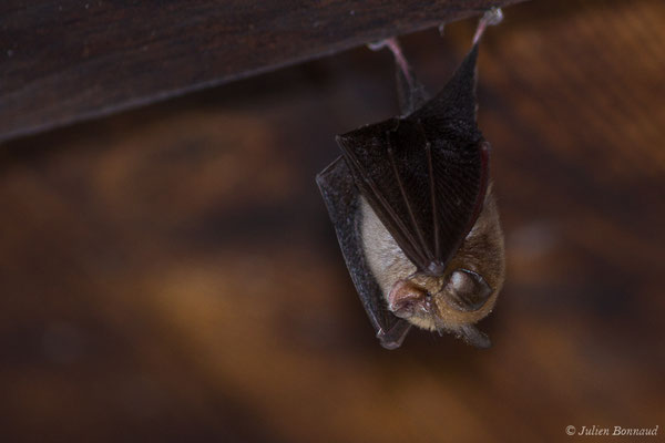 Petit rhinolophe – Rhinolophus hipposideros (Borkhausen, 1797), (Parbayse (64), France, le 22/08/2019)