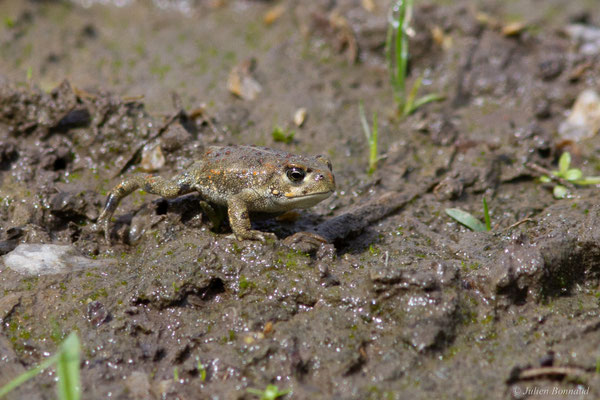 Crapaud calamite — Epidalea calamita (Laurenti, 1768)