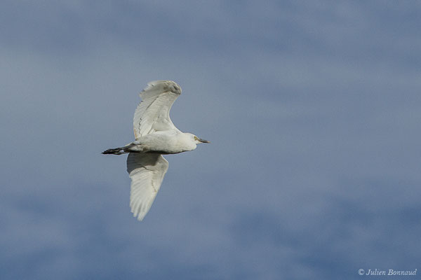 Héron garde-boeufs — Bubulcus ibis (Linnaeus, 1758), (juvénile) (Saligue d'Artix (64), France, le 15/08/2019)