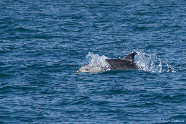 Grand dauphin (Tursiops truncatus) (Saint-Jean-de-Luz (64), France, le 20/04/2019)