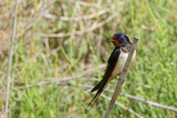 Hirondelle rustique — Hirundo rustica Linnaeus, 1758