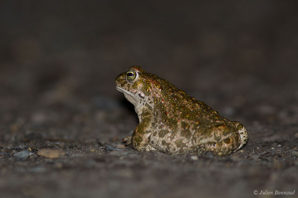 Crapaud calamite — Epidalea calamita (Laurenti, 1768)