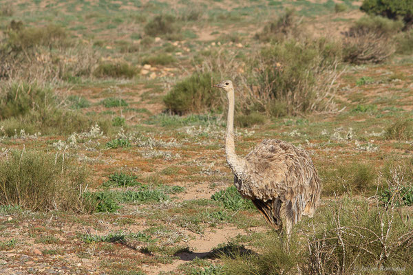 Autruche à cou rouge ou autruche Afrique du Nord —  Struthio camelus Linnaeus, 1758, (Parc national de Souss-Massa, Sidi Binzarne (Agadir), (réserve des gazelles), le 01/02/2023) 