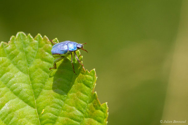 Hoplie bleue (Hoplia coerulea) (Arbus (64), France, le 26/06/2019)