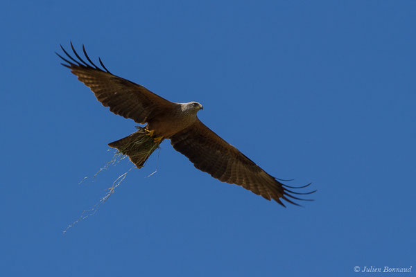 Milan noir – Milvus migrans (Boddaert, 1783), (Monein (64), France, le 21/05/2020)