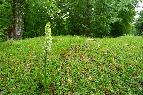 Platanthère à fleurs verdâtres — Platanthera chlorantha (Custer) Rchb., 1828, (Station de ski de La Pierre Saint-Martin, Arette (64), France, le 30/05/2022)