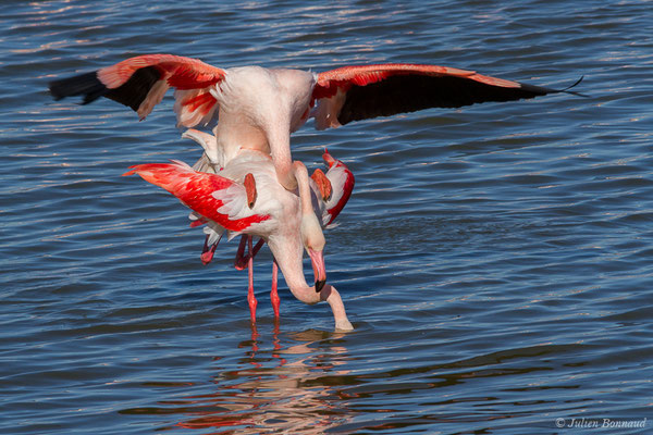 Flamant rose – Phoenicopterus roseus Pallas, 1811, (Parc ornithologique de Pont de Gau (13), France, le 20/02/2020)