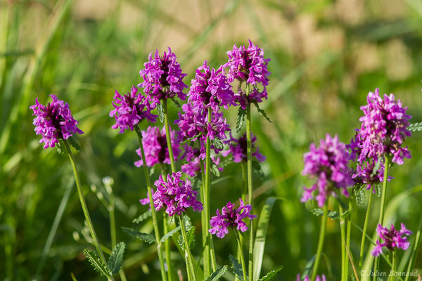 Épiaire officinale – Betonica officinalis L., 1753, (Cuqueron (64), France, le 06/05/2020)