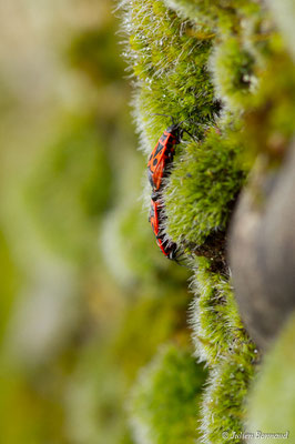 Gendarme ou Pyrrhocore — Pyrrhocoris apterus (Linnaeus, 1758), (Castelnau-Rivière-Basse (65), France, le 11/03/2018)