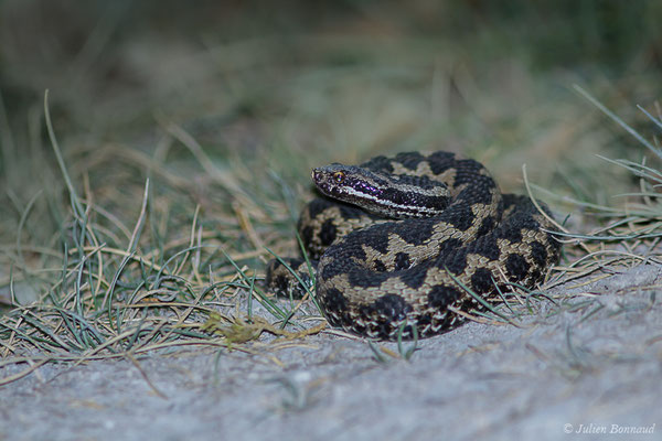 Vipère aspic – Vipera aspis (Linnaeus, 1758), (Station de ski de Gourette, Eaux-Bonnes, France, 14/09/2020)