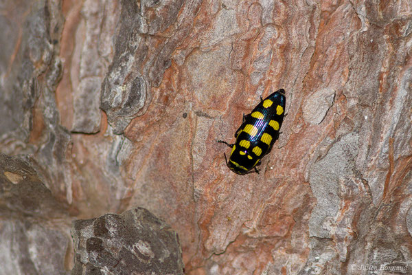 Bupreste à 8 taches — Buprestis octoguttata Linnaeus, 1758, (La Peña (Andalousie), Espagne,le 03/08/2020)