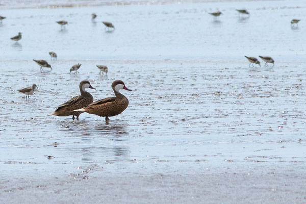 Canard des Bahamas ou Pilet des Bahamas — Anas bahamensis Linnaeus, 1758