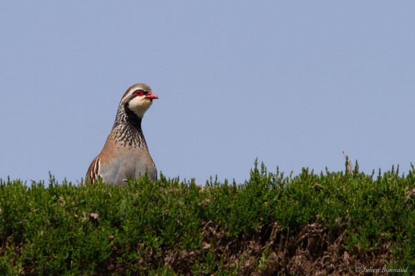 Perdrix rouge — Alectoris rufa (Linné, 1758)