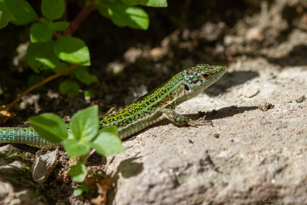 Lézard des Pityuses — Podarcis pityusensis (Boscá, 1883)