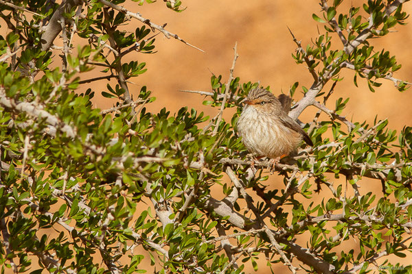 Dromoïque du désert — Scotocerca inquieta Fregin, Haase, Olsson & Alström, 2012, (Tafraoute, (Souss-Massa), Maroc, le 04/02/2023)