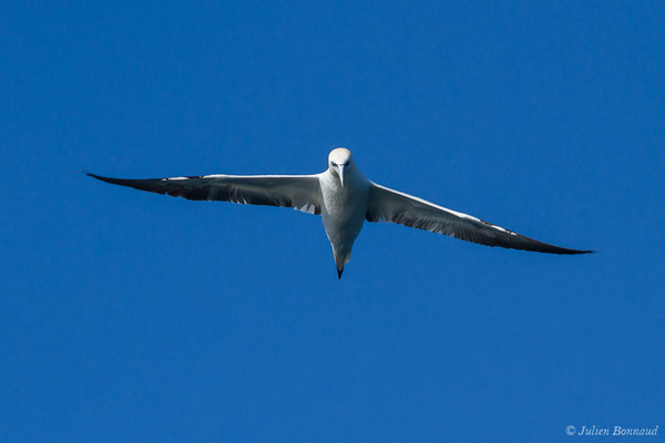 Fou de Bassan – Morus bassanus (Linnaeus, 1758), (Saint-Jean-de-Luz (64), France, le 20/04/2019)