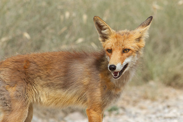 Renard roux — Vulpes vulpes (Linnaeus, 1758), (Parque Natural de las Bardenas, Navarre, Espagne, le 08/06/2022)