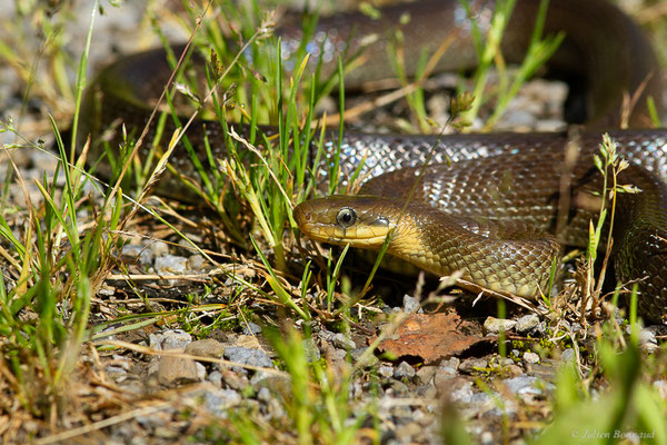 Couleuvre d'Esculape — Zamenis longissimus (Laurenti, 1768)